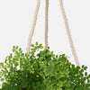 Plum Beetle Hanging Planter Small