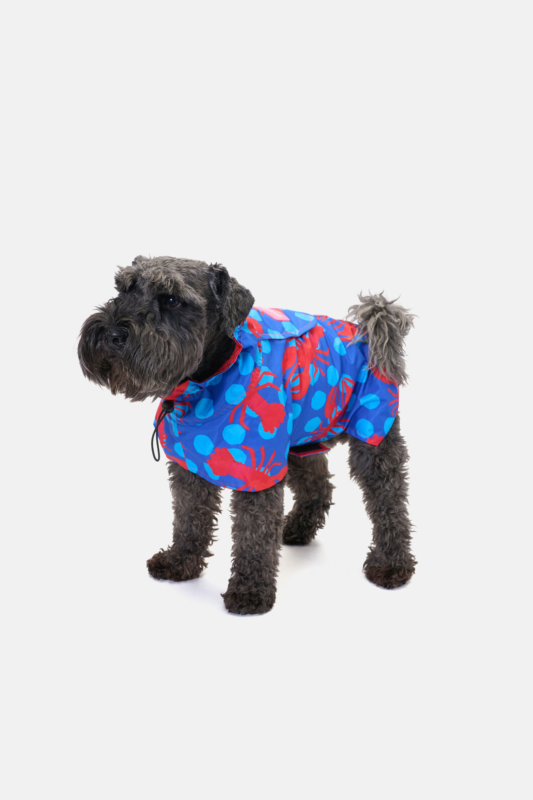 Gorman NZ - Lobster Pet Raincoat - print